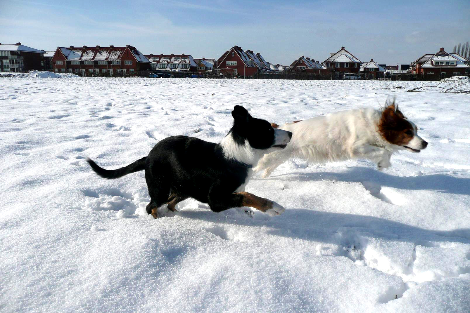 eigenlijk border collie en kooiker